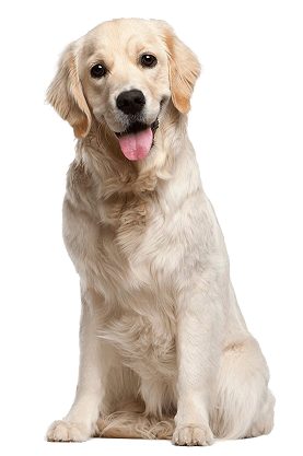 Happy Dog